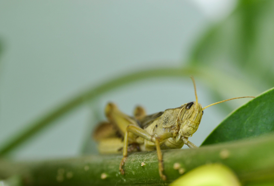 Criquet migrateur vivant sur une branche